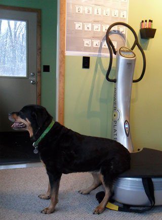 Dr. Becker’s dog Isabelle is on a Powerplate, an acceleration training technique that stimulates muscle fibers that have atrophied.